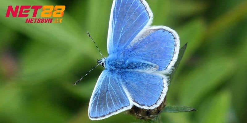 Đánh giá từng khía cạnh khi thấy bướm bay vào nhà đánh con gì