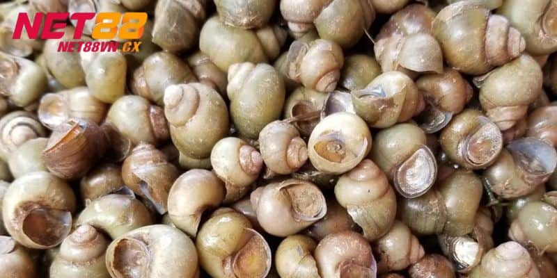 Nằm Mơ Thấy Nhiều Ốc Đánh Đề Con Gì? NET88 Giải Mã Giấc Mơ 1 Giải mã bí ẩn đằng sau giấc mơ đặc biệt này